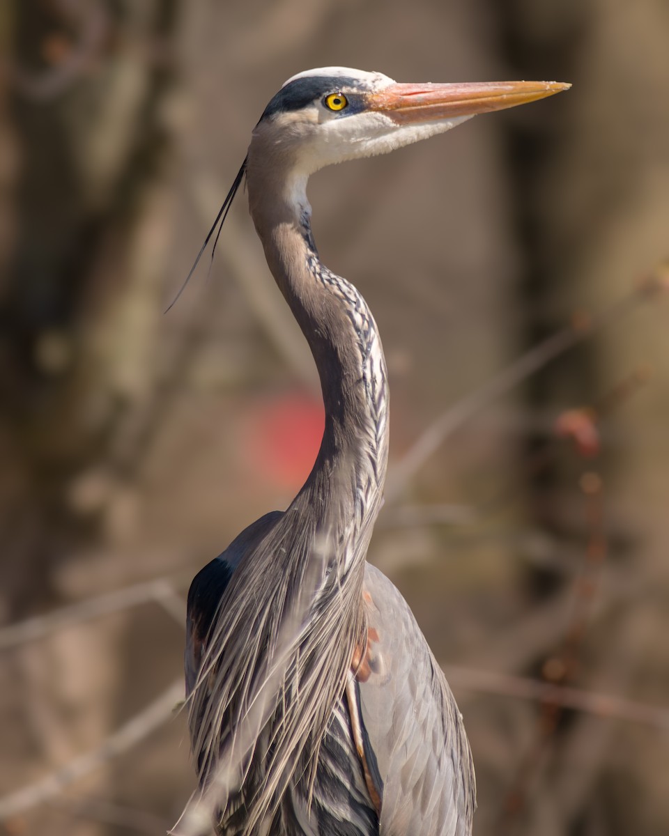 Great Blue Heron - ML556073741
