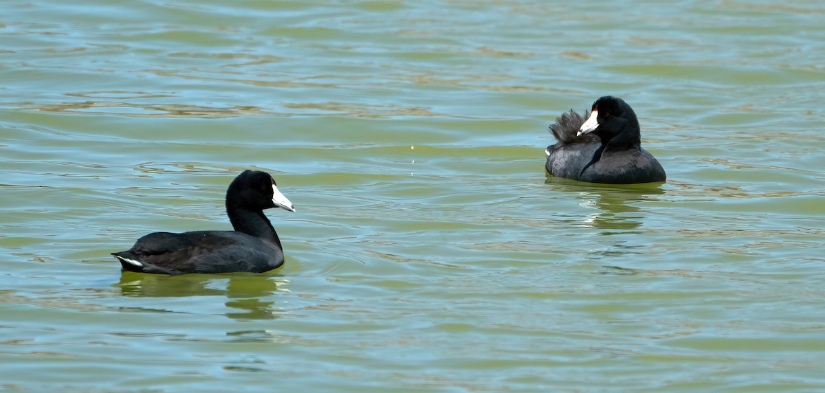 American Coot - ML556074311