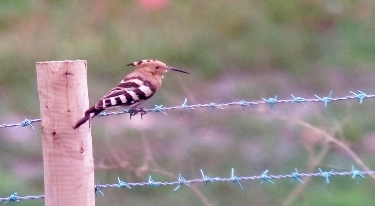 Eurasian Hoopoe - ML556074951