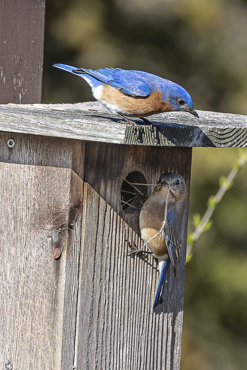 Eastern Bluebird - ML556075001