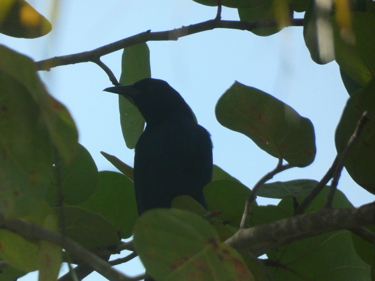 Boat-tailed Grackle - ML556076641