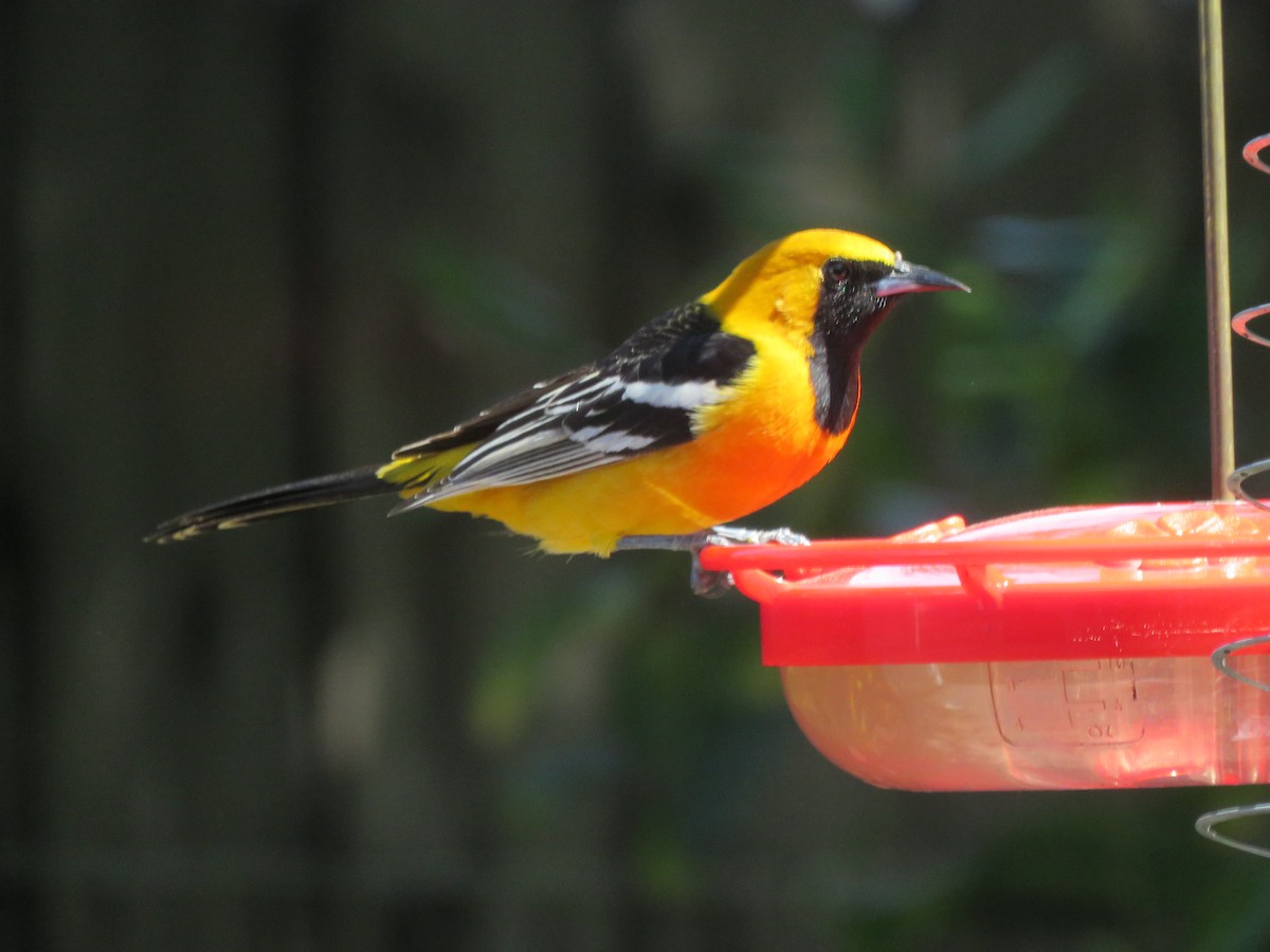 Hooded Oriole - ML556078231