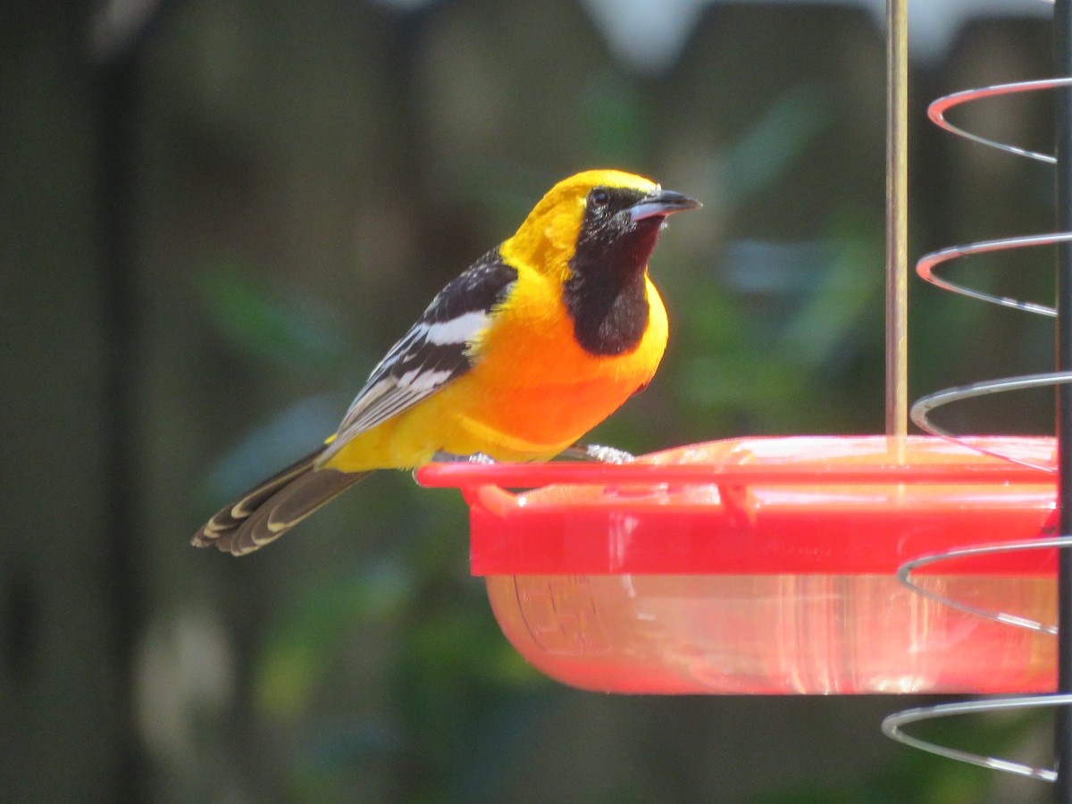 Hooded Oriole - ML556078241