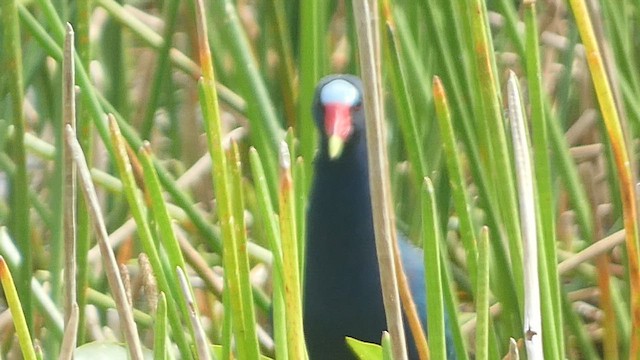 Purple Gallinule - ML556078941