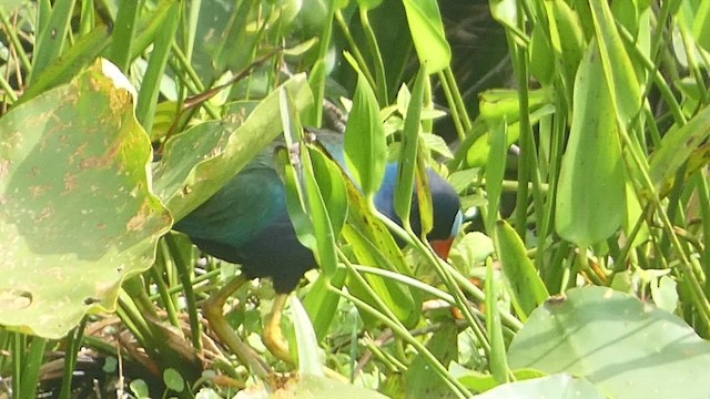 Purple Gallinule - ML556078981