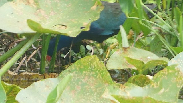 Purple Gallinule - ML556079011