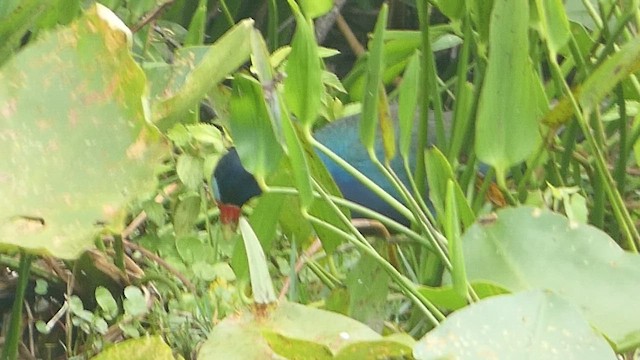 Purple Gallinule - ML556079041