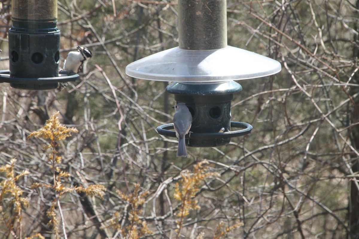 Tufted Titmouse - ML556079161