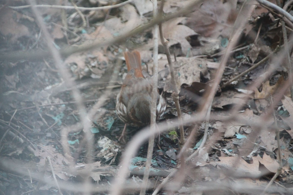 Fox Sparrow - ML556079871