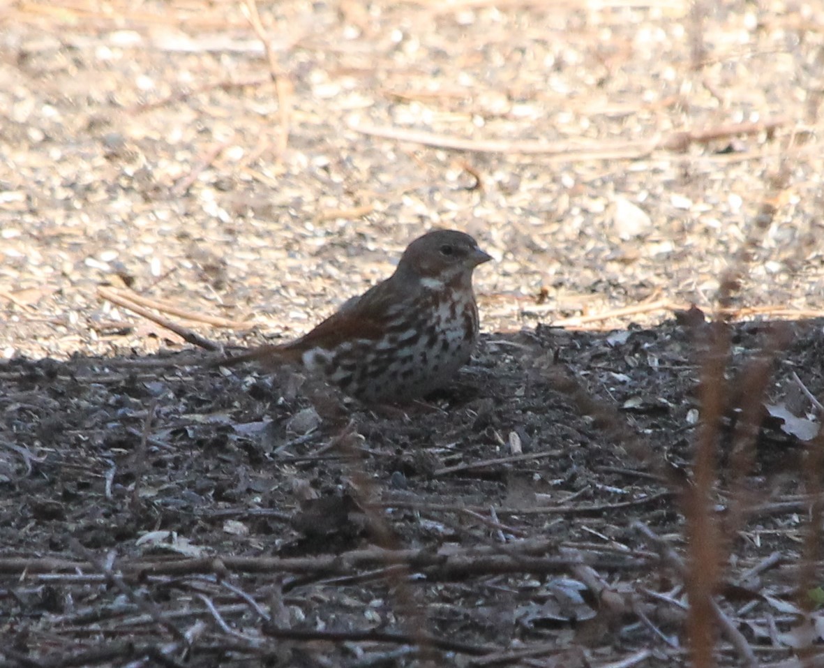 Fox Sparrow - ML556080401