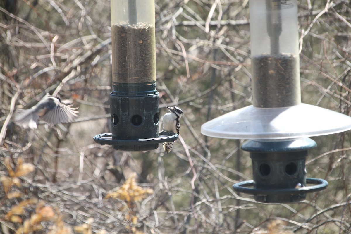 Downy Woodpecker - ML556081021