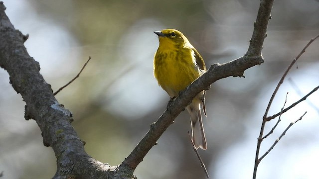 Pine Warbler - ML556082821