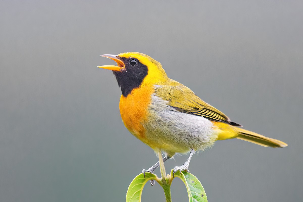 Guira Tanager - Marcos Eugênio Birding Guide