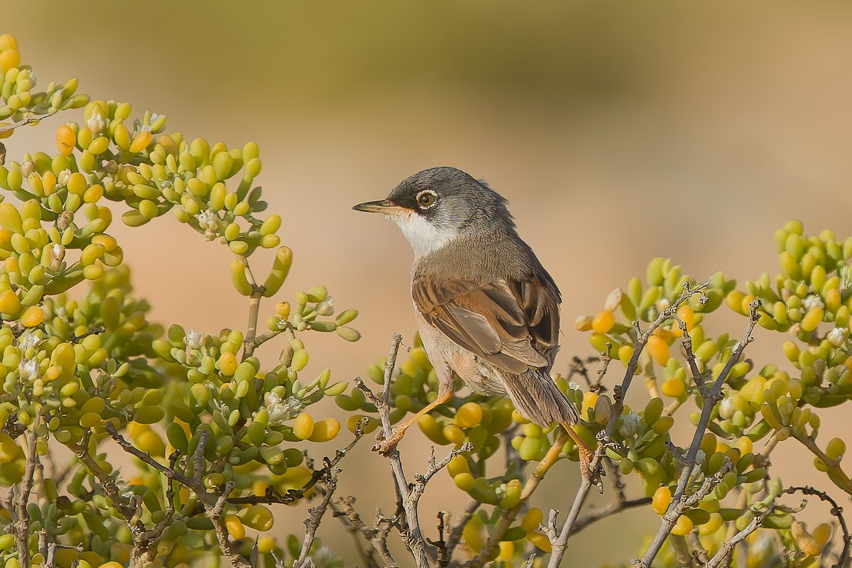 Spectacled Warbler - ML556086641