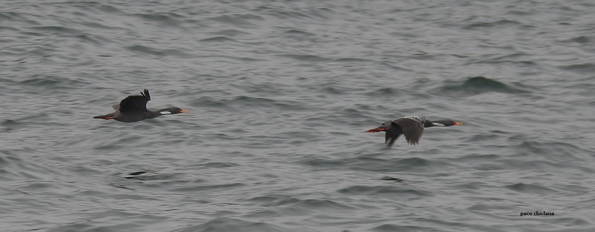 Red-legged Cormorant - ML556087511