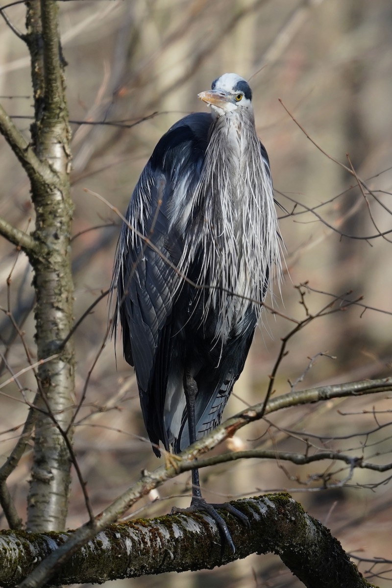 Great Blue Heron - ML556088331