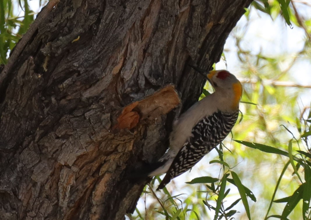 Golden-fronted Woodpecker (Northern) - ML556089111