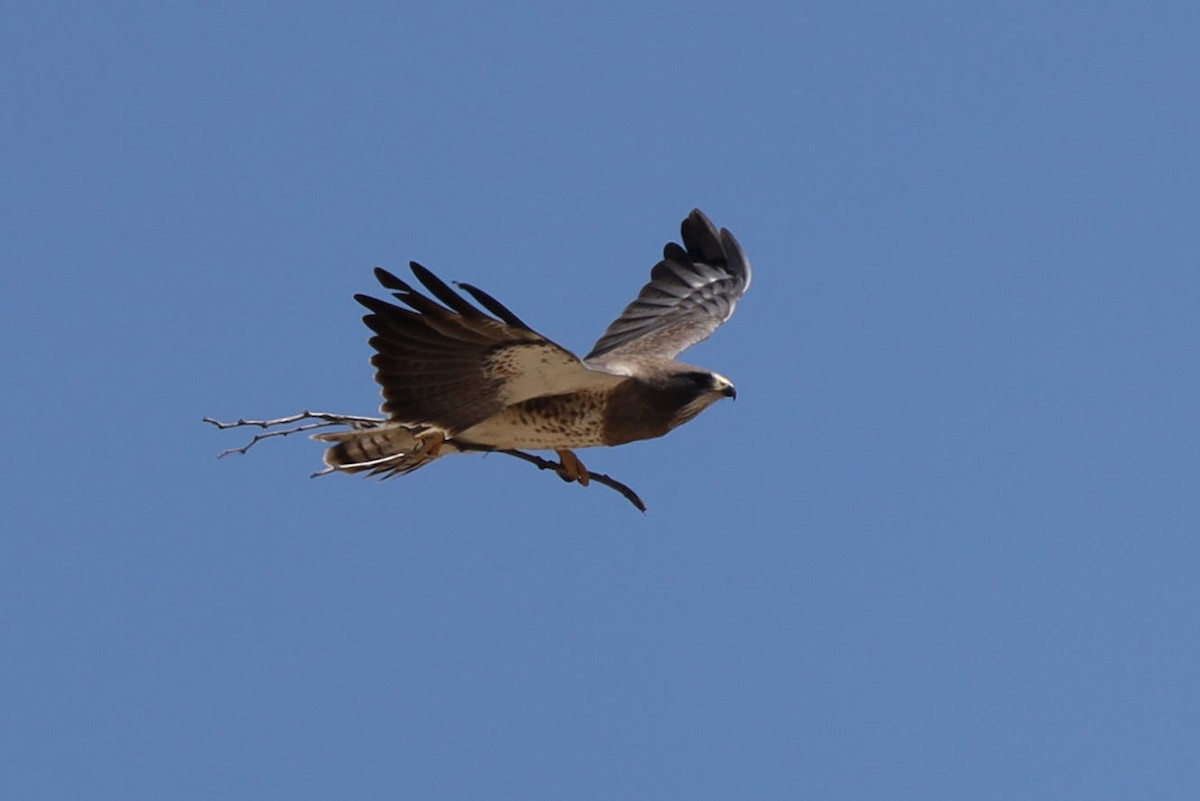 Swainson's Hawk - ML556089251