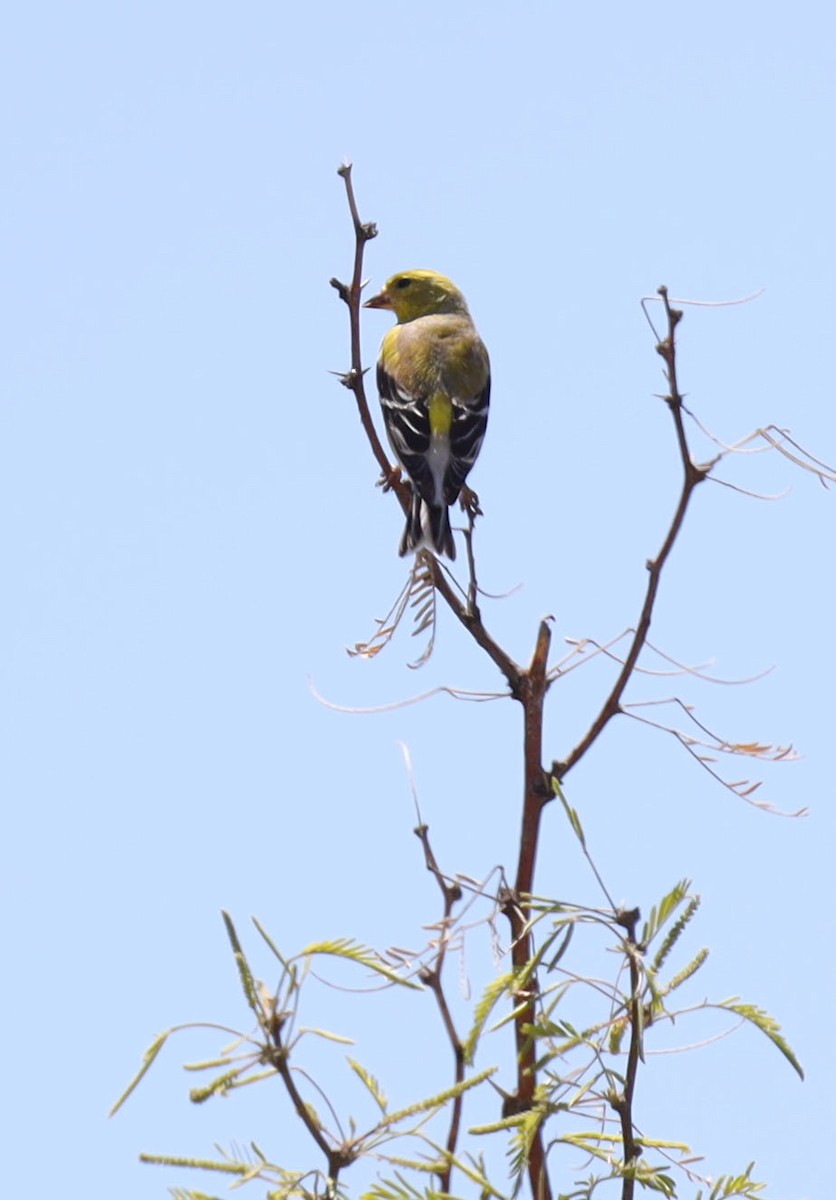 American Goldfinch - ML556089341