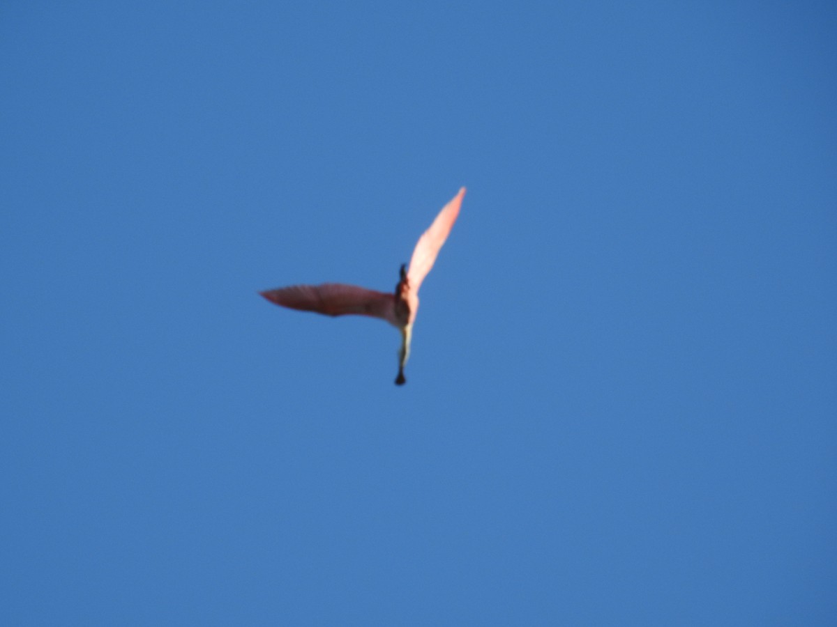 Roseate Spoonbill - ML556089561