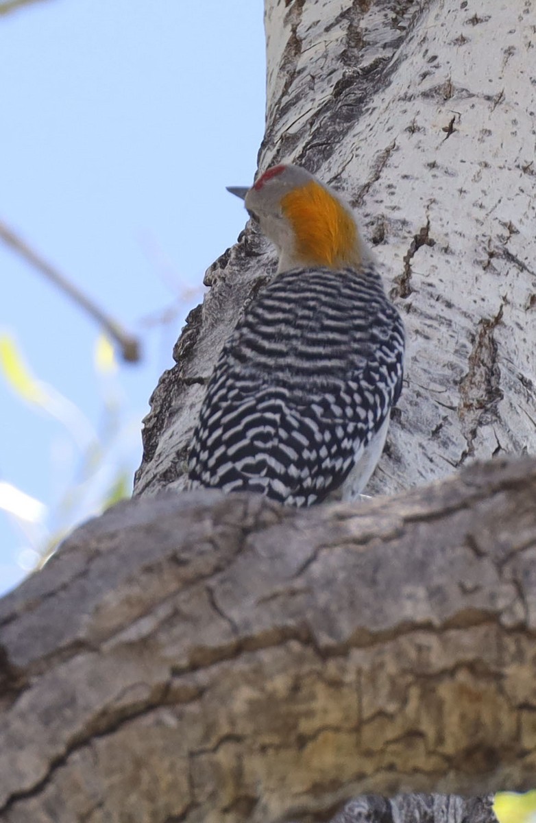 Golden-fronted Woodpecker (Northern) - ML556090181