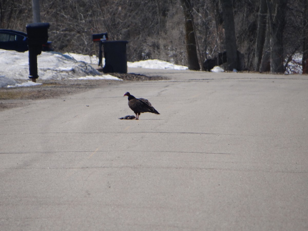 Turkey Vulture - Marcel Harnois