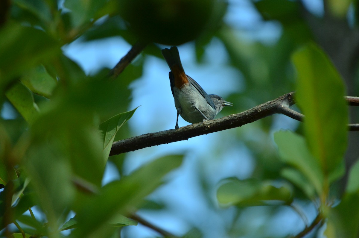 Chestnut-vented Conebill - ML556090911