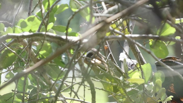 Anhinga d'Amérique - ML556094791