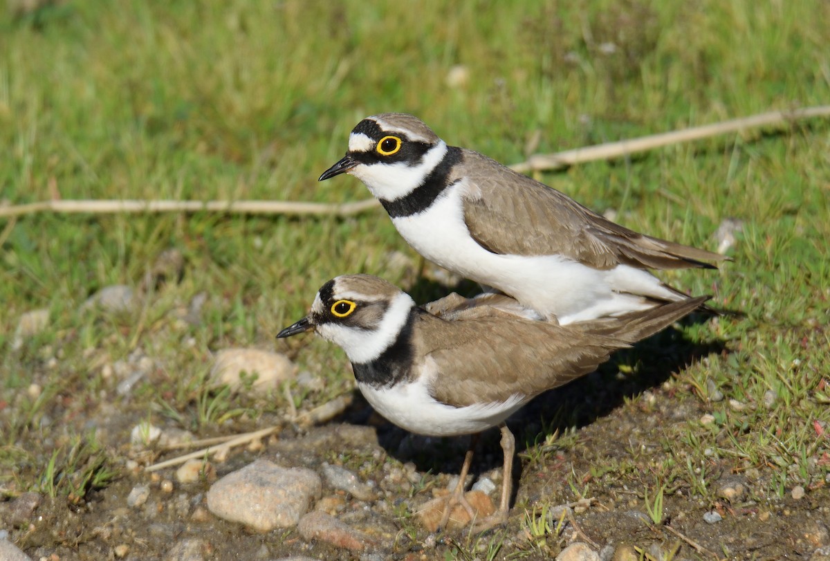 Little Ringed Plover - ML556094841