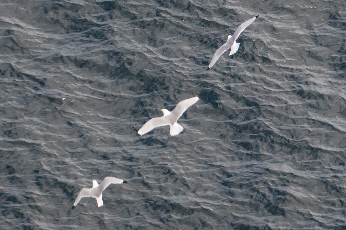 Black-legged Kittiwake - Frank King