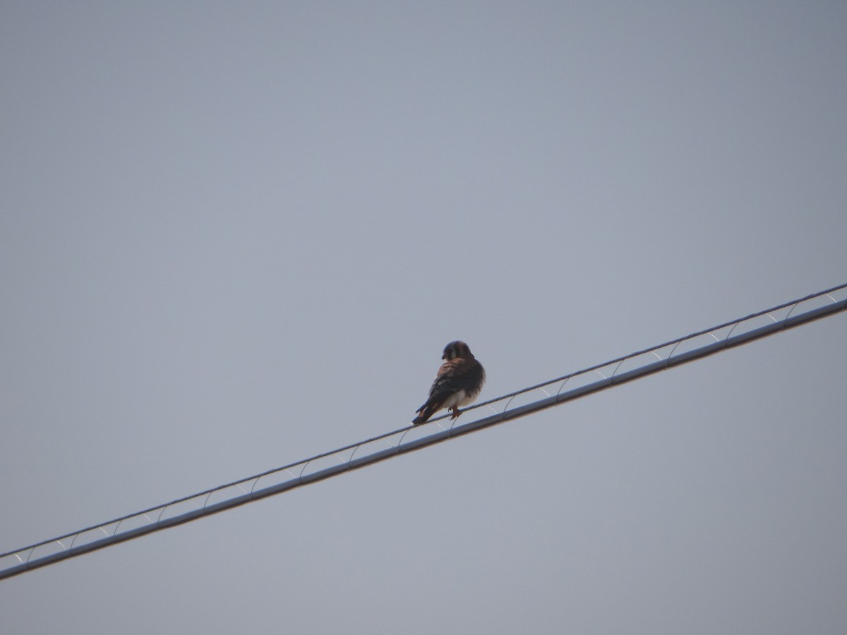 American Kestrel - ML556095081