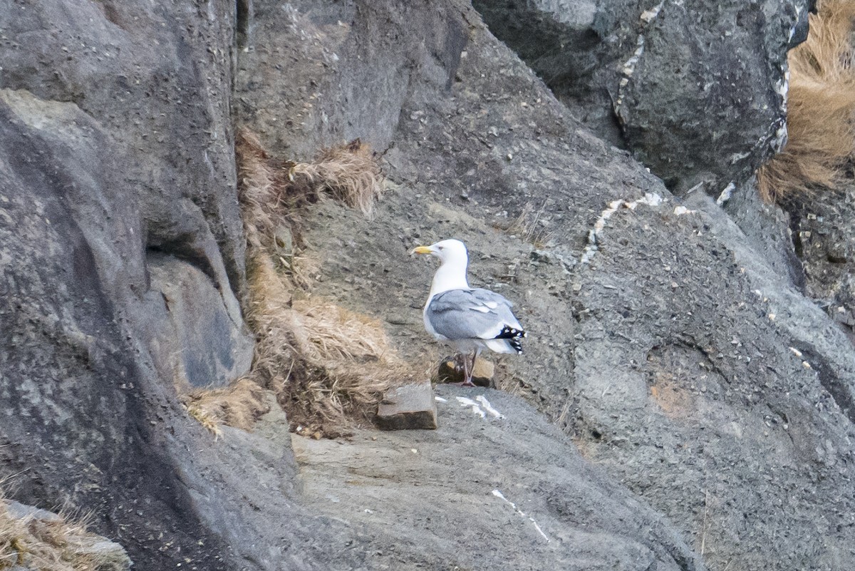 Gaviota Argéntea - ML556096531