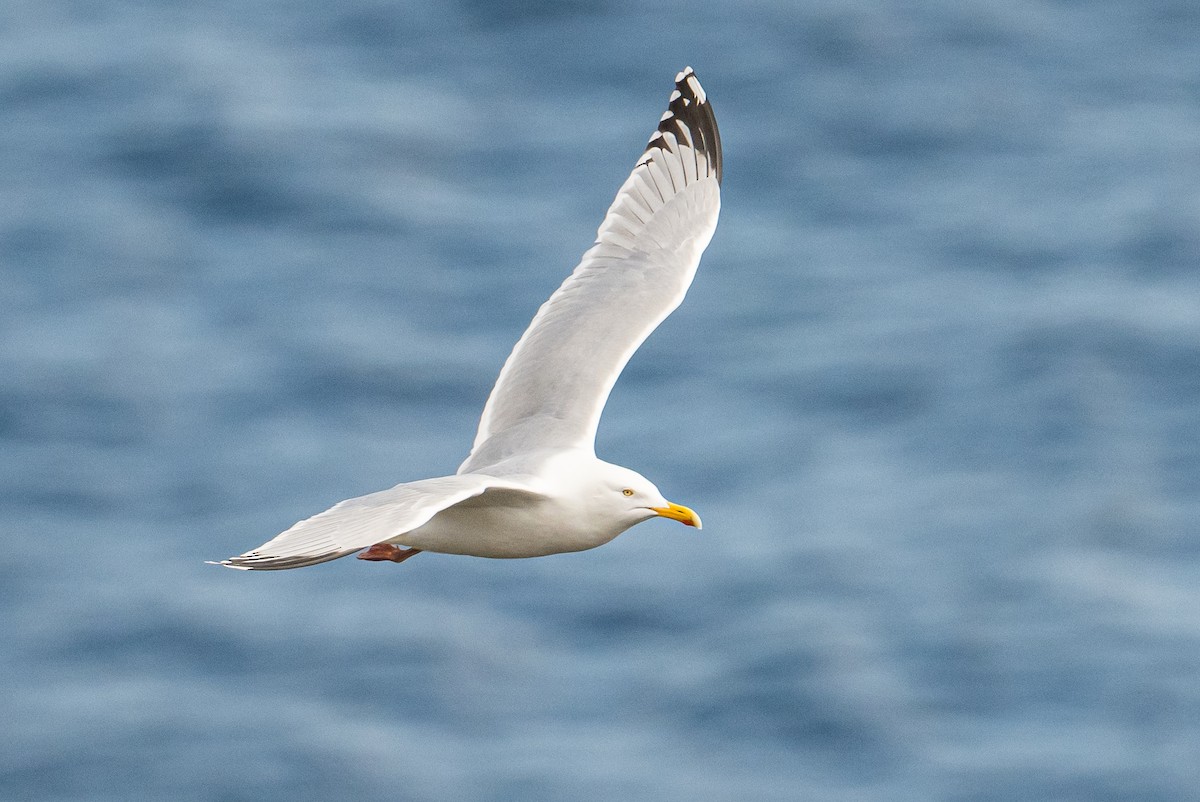 Herring Gull - Frank King