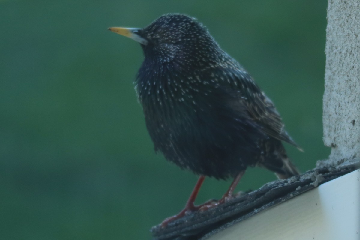 European Starling - ML556096751