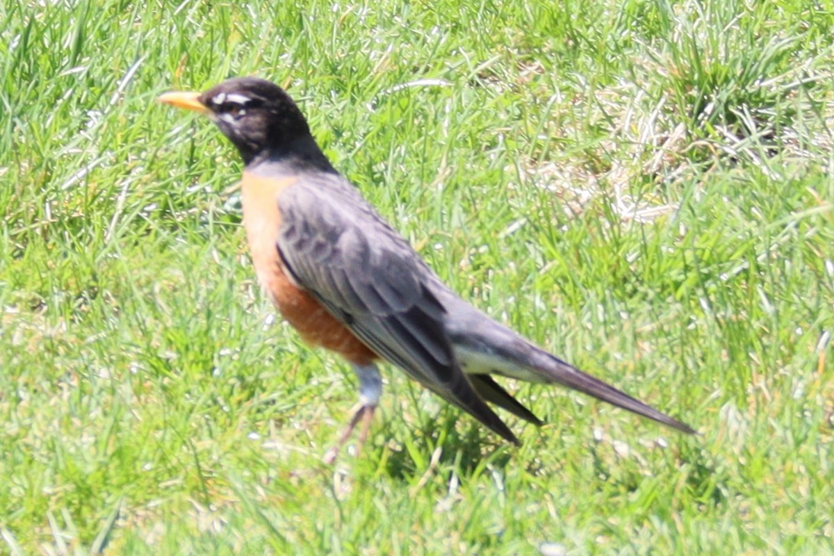 American Robin - ML556096781