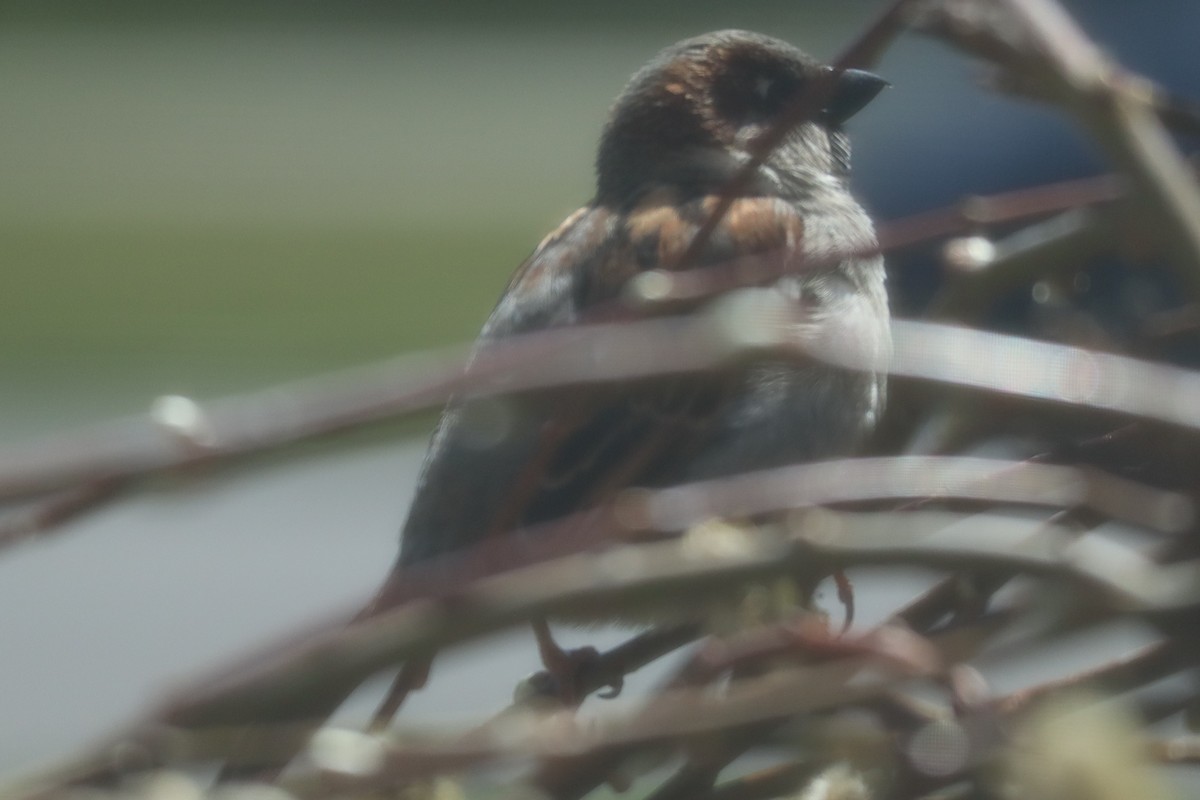 House Sparrow - ML556096791