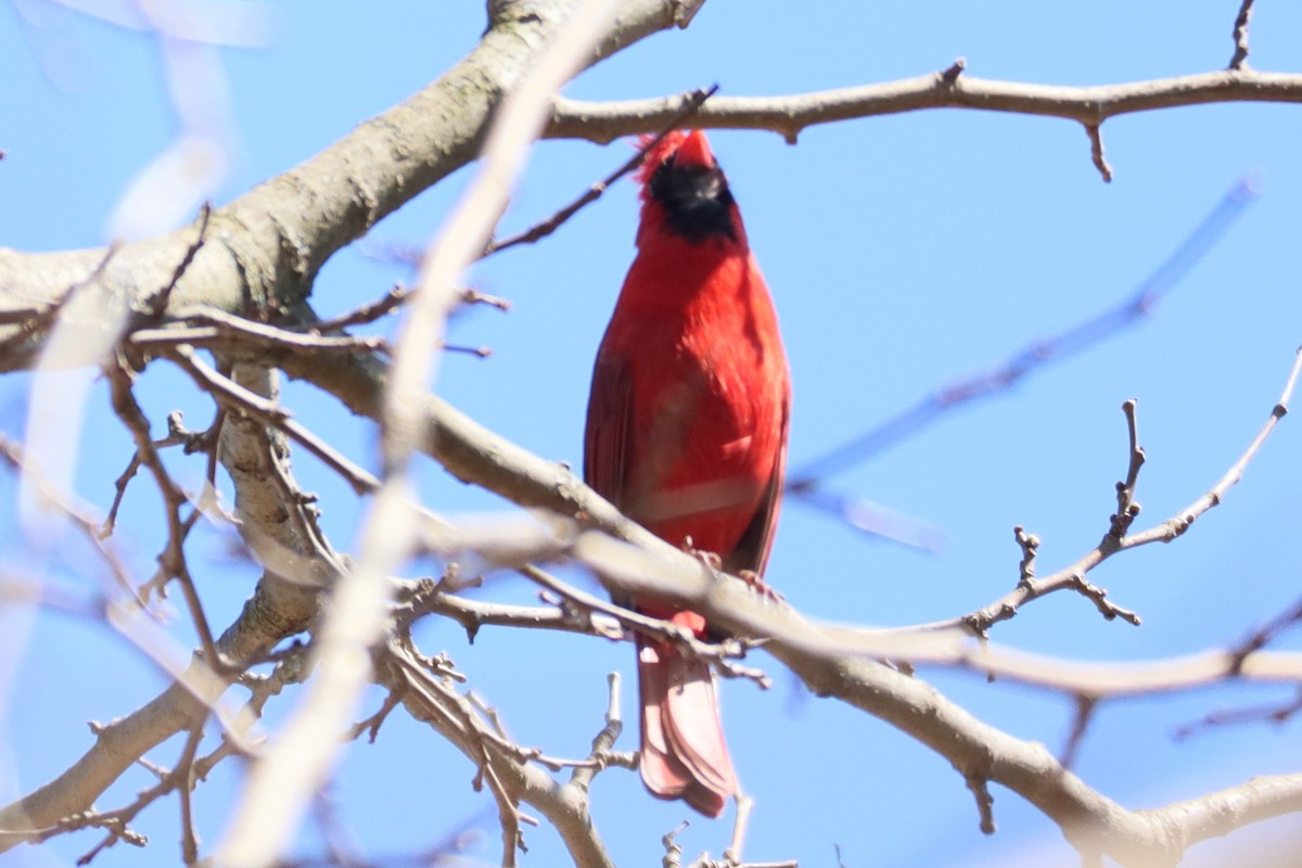 Northern Cardinal - ML556096891