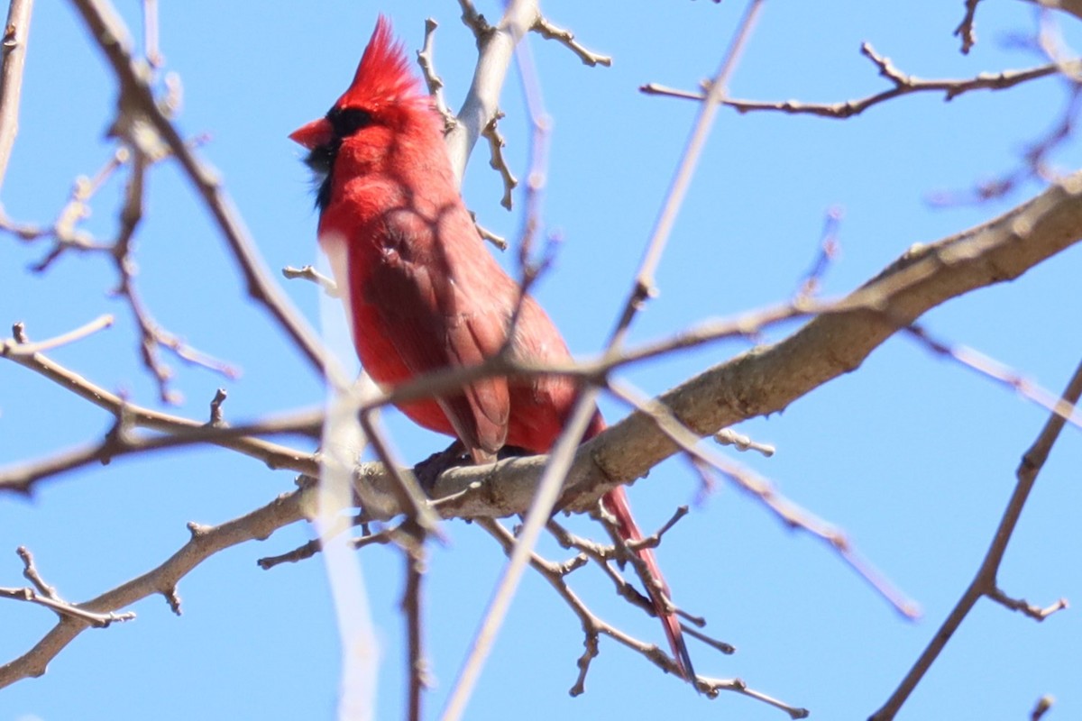 Northern Cardinal - ML556096901