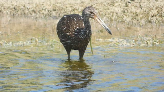 Limpkin - ML556097021