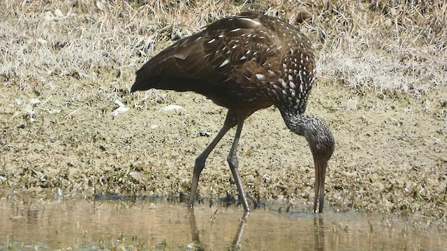 Limpkin - ML556097031