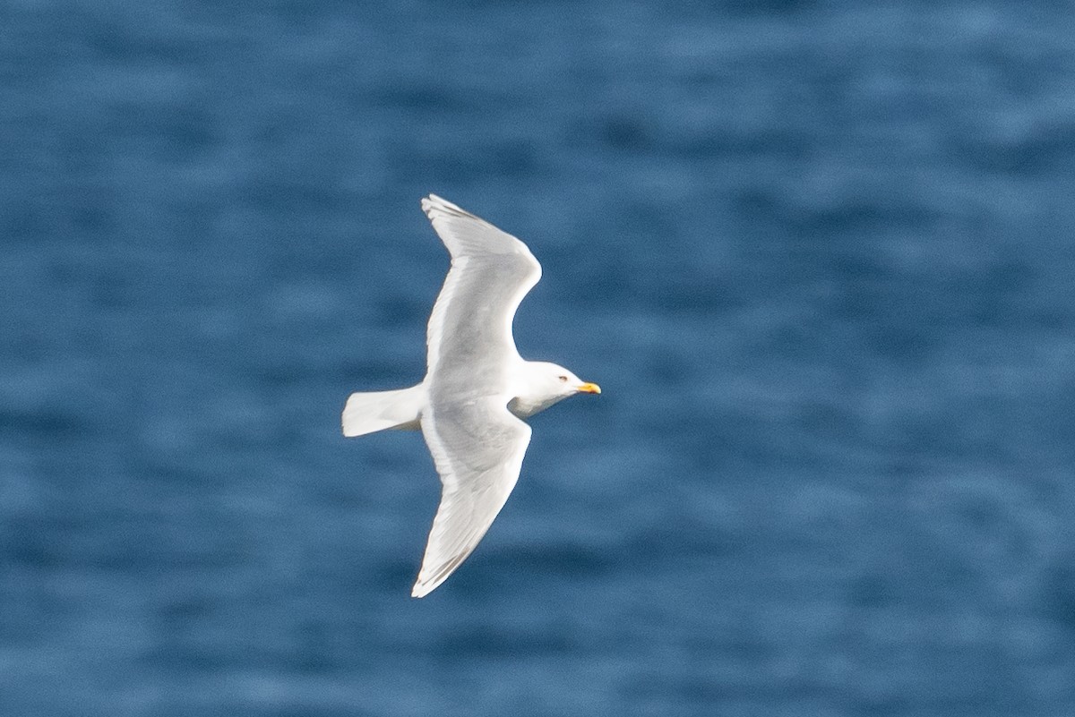 Iceland Gull - Frank King