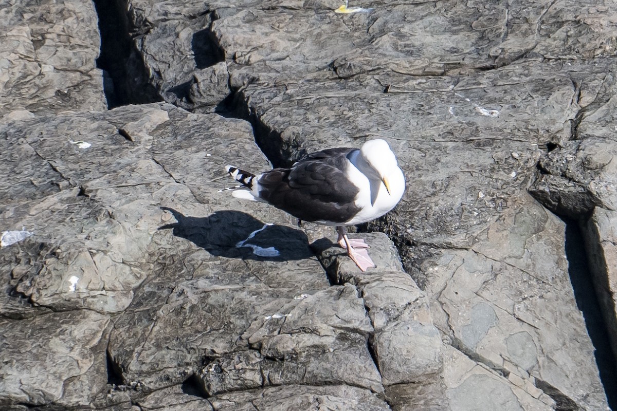 Great Black-backed Gull - ML556097601