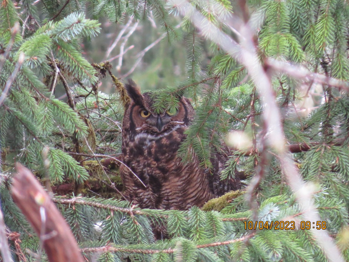 Great Horned Owl - Chris Dale
