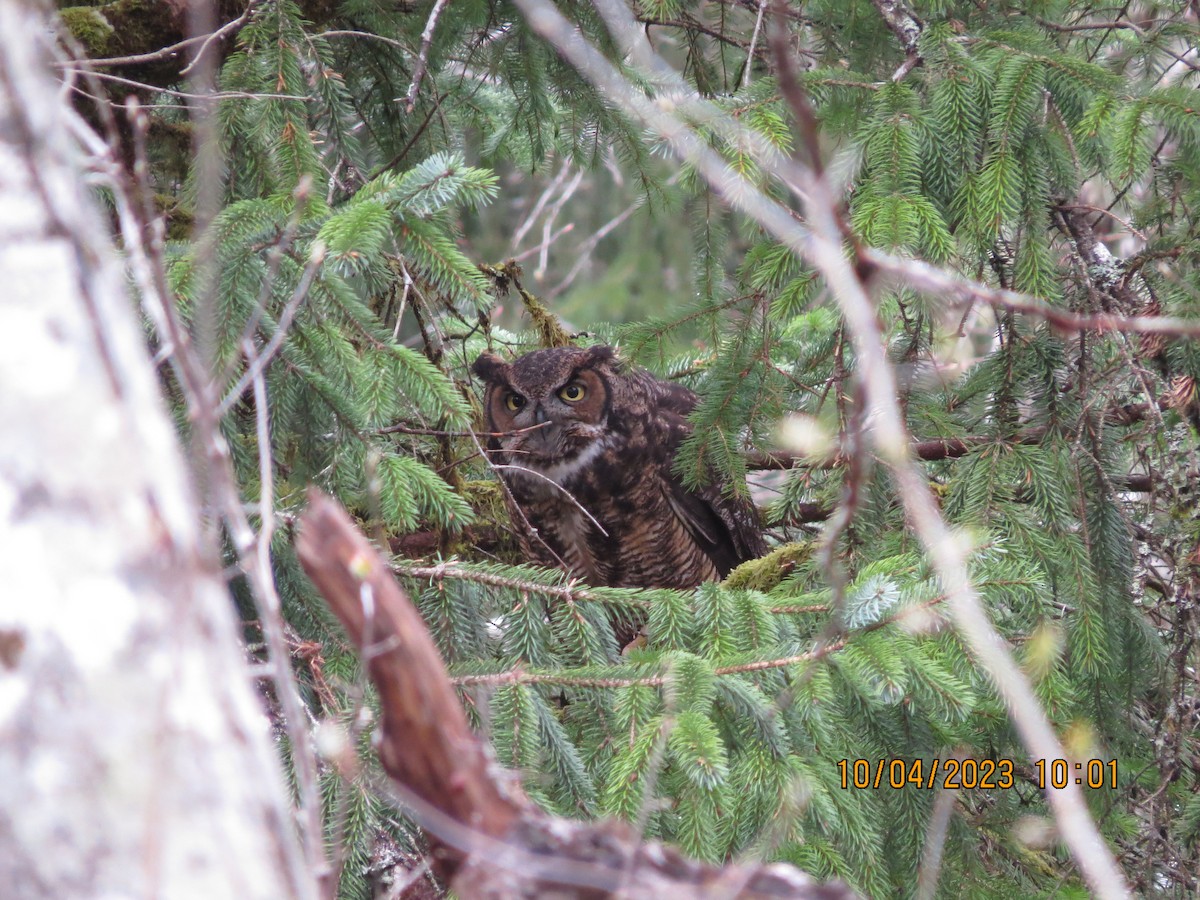 Great Horned Owl - Chris Dale