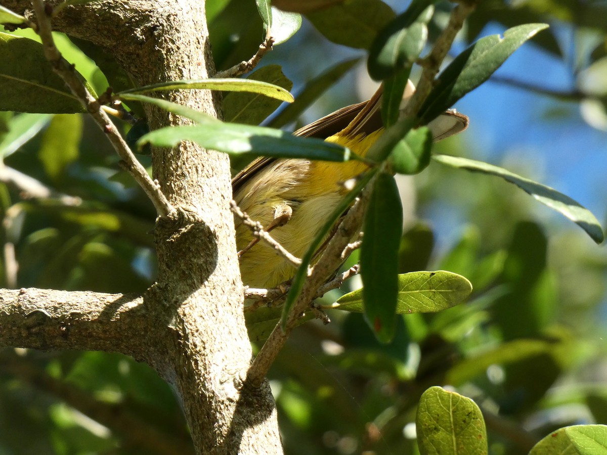 lesňáček bažinný (ssp. palmarum) - ML556099061