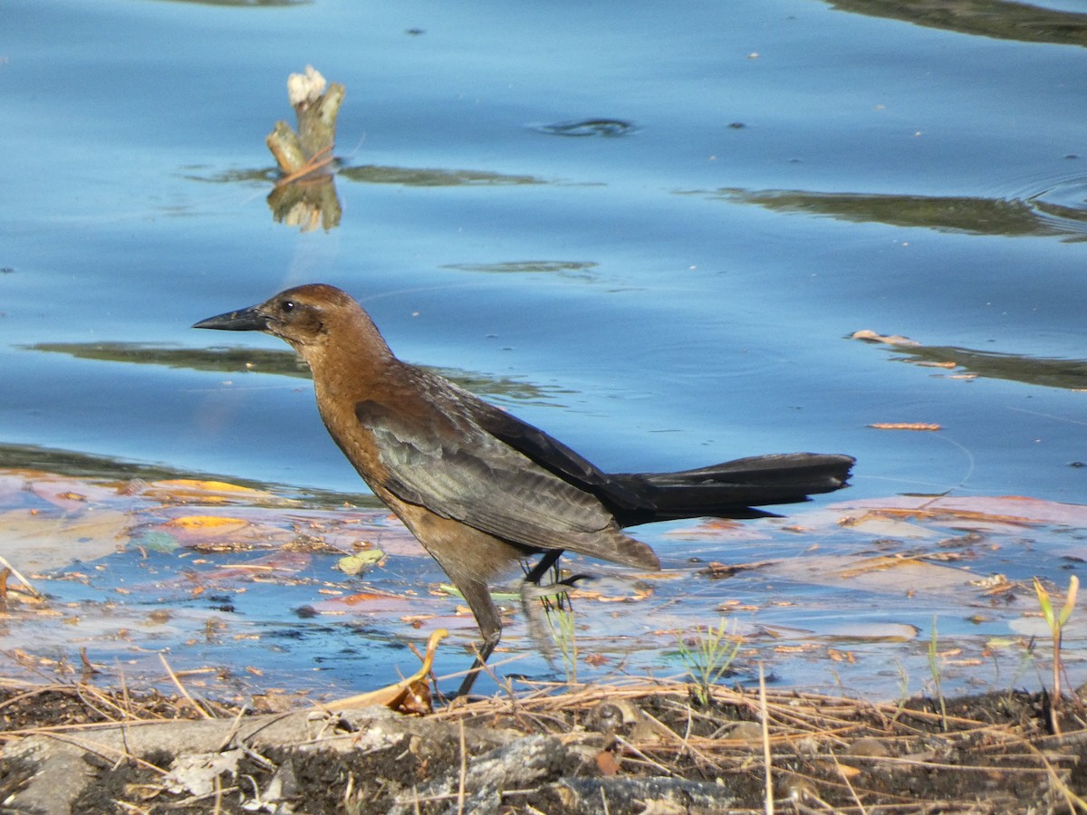 Boat-tailed Grackle (westoni) - ML556099211