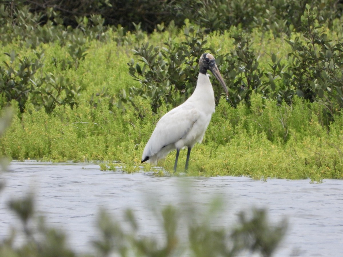 Wood Stork - ML556099221