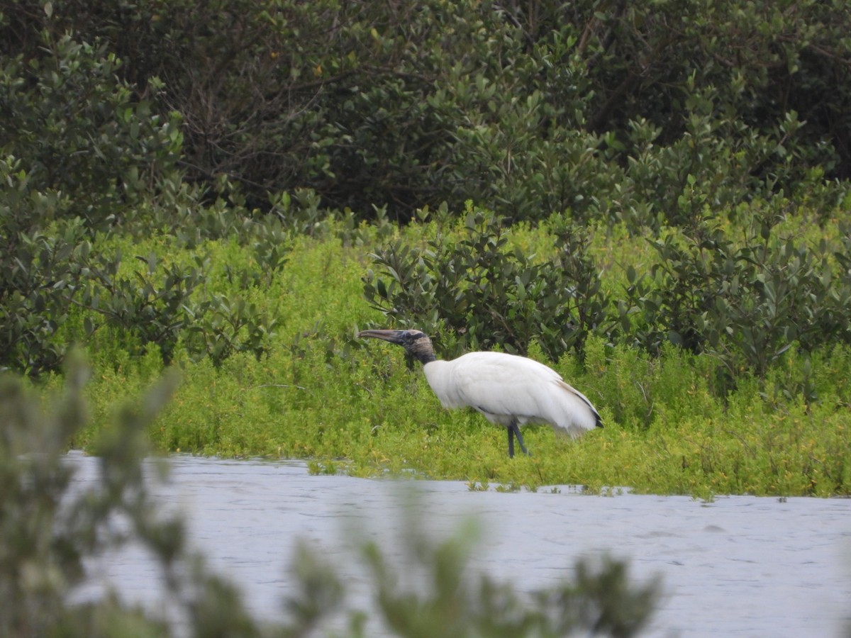 Wood Stork - ML556099231
