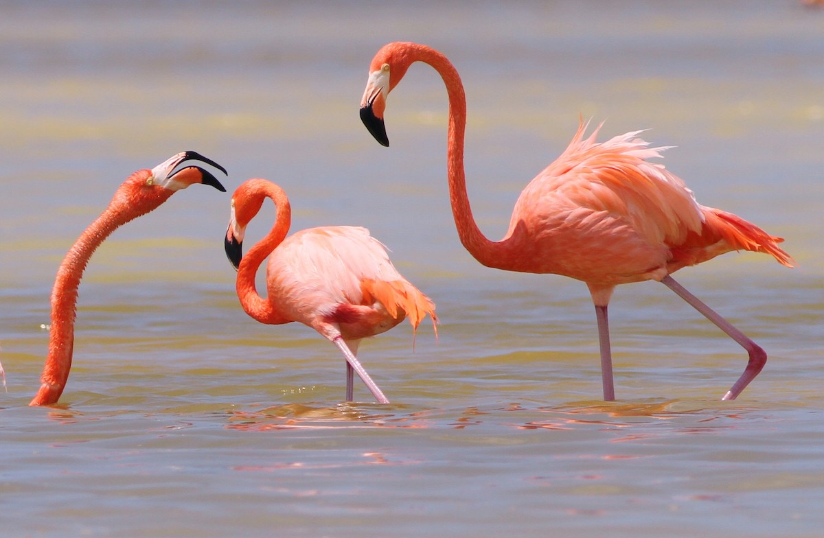 American Flamingo - ML55610011