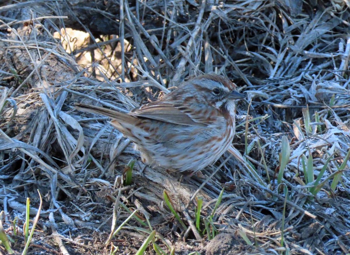 Song Sparrow - ML556100231